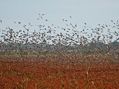 Group Dove Hunting Experience