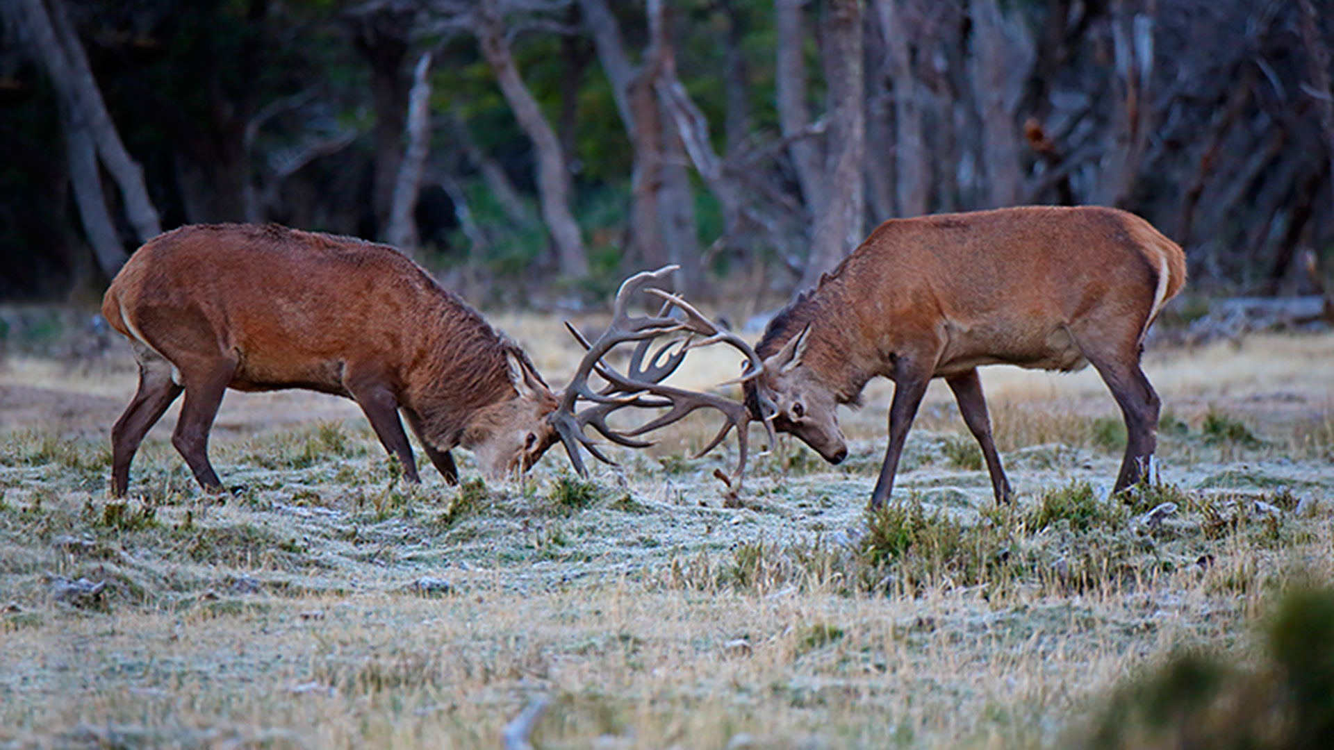 Red Stag